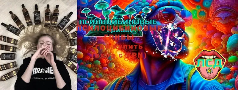 Галлюциногенные грибы Psilocybe  где найти   Гулькевичи 